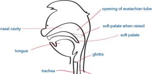 Lire la suite à propos de l’article Technique d&rsquo;égalisation profonde : Le Frenzel-Mouthfill