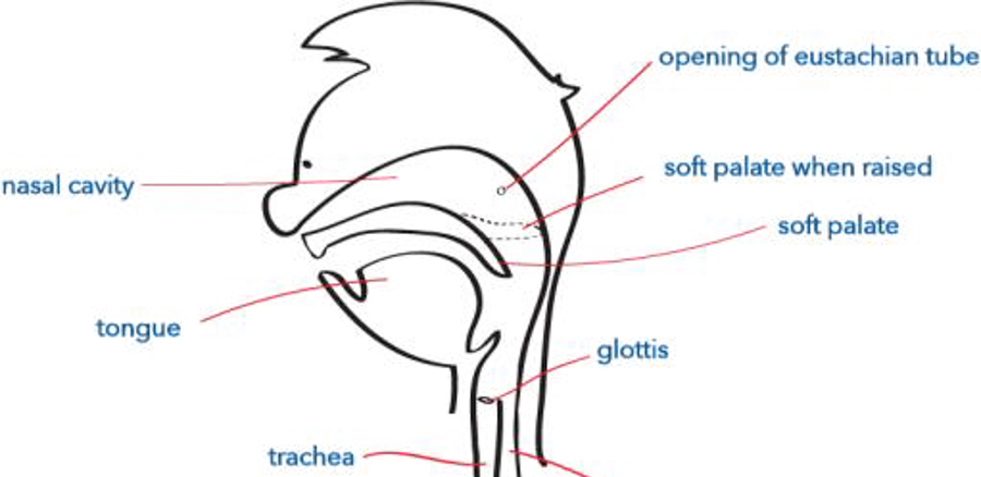 You are currently viewing Technique d&rsquo;égalisation profonde : Le Frenzel-Mouthfill