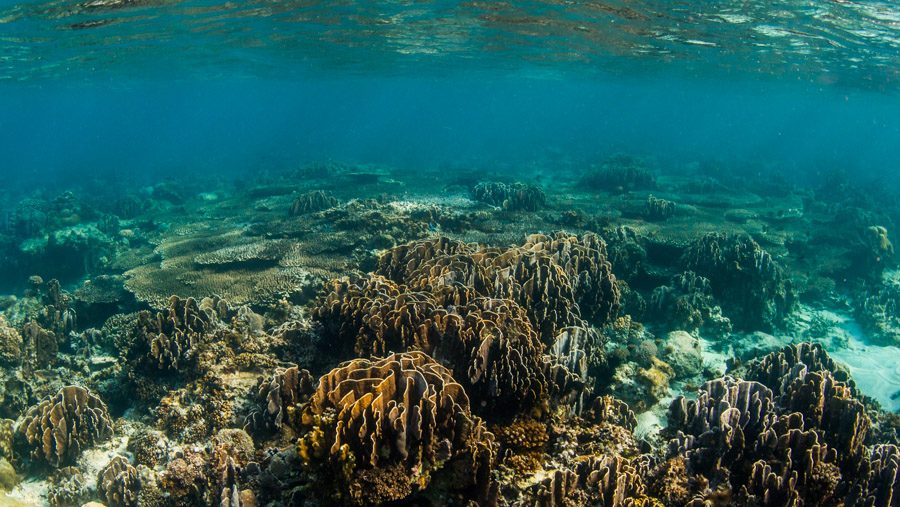 une vue des fonds marins de Romblon, Philippines