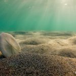 Lire la suite à propos de l’article Salon de la plongée : conférence photo en apnée