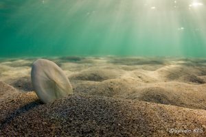 Lire la suite à propos de l’article Salon de la plongée : conférence photo en apnée