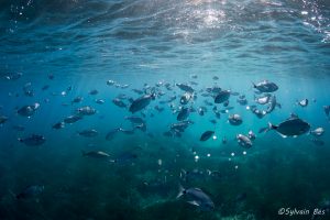 DECOUVERTE APNEE (5H)