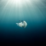 Lire la suite à propos de l’article Top 10 photographie en apnée 2019