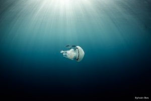 Lire la suite à propos de l’article Top 10 photographie en apnée 2019