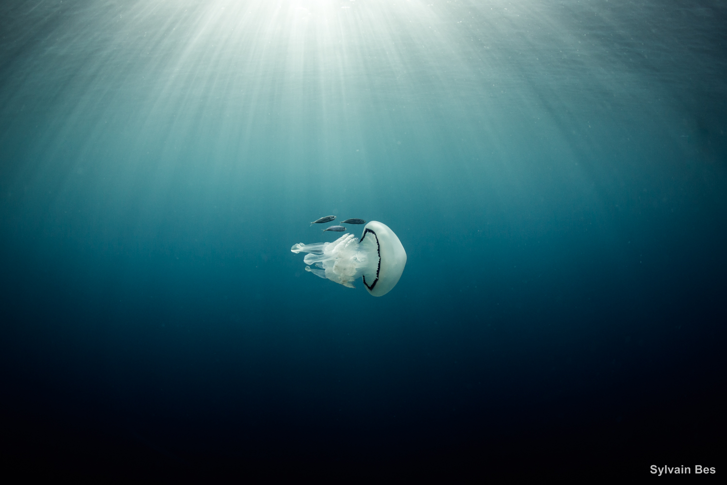 You are currently viewing Top 10 photographie en apnée 2019