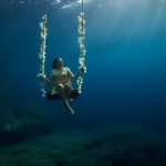 Lire la suite à propos de l’article Rencontres de l’Image Sous Marine en apnée 2023 : les détails