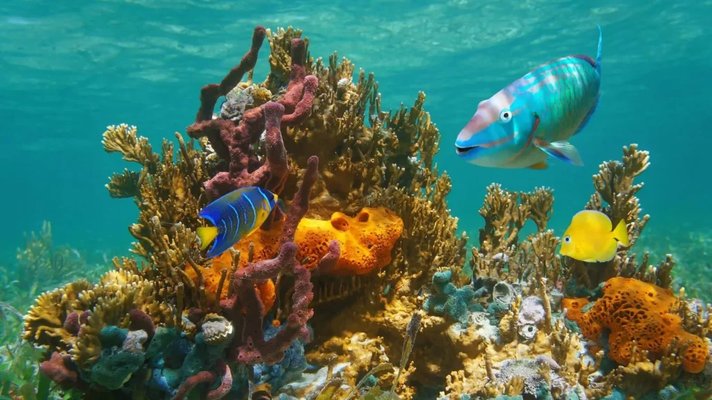 Exploration en apnée des fonds marins autour de Romblon
