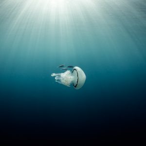 belle_rare_meduse_apnee